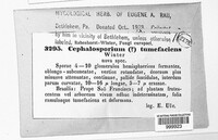 Cephalosporium tumefaciens image